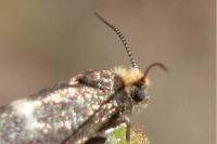 Incurvaria pectinea