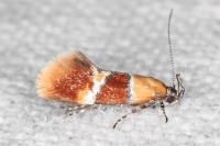 Epicallima bruandella