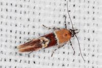 Epicallima bruandella