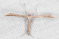 Emmelina monodactyla