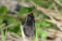 Epichnopterix sieboldii