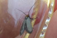 Cauchas rufifrontella