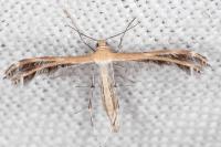 Stangeia siceliota