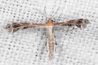 Stangeia siceliota