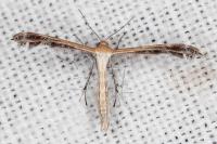 Stangeia siceliota