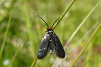 Cauchas rufifrontella