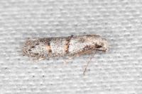 Symmocoides oxybiella
