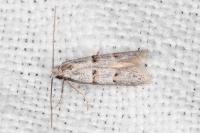 Symmocoides oxybiella
