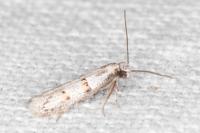 Symmocoides oxybiella