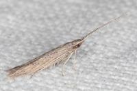 Coleophora texanella