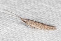 Coleophora texanella