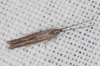 Coleophora texanella