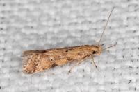 Brachmia blandella