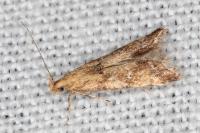 Brachmia blandella