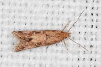 Brachmia blandella