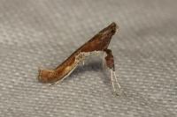 Caloptilia fidella
