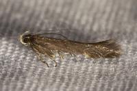 Aproaerema anthyllidella