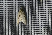 Semioscopis steinkellneriana