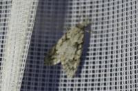 Diurnea fagella