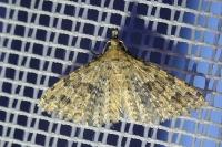 Alucita hexadactyla