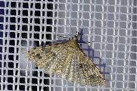 Alucita hexadactyla