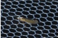 Argyresthia arceuthina