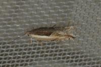 Ancylis apicella