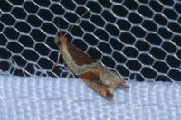 Ancylis unculana