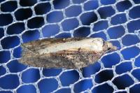 Acleris