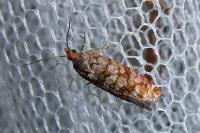 Gravitarmata margarotana