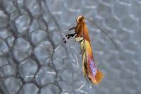 Caloptilia robustella