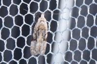 Altenia scriptella