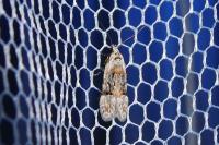 Altenia scriptella
