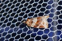 Argyrotaenia ljungiana