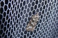 Cnephasia