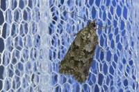 Cnephasia