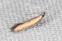 Mesophleps trinotella