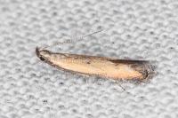 Mesophleps trinotella