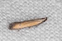 Mesophleps trinotella