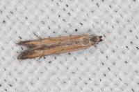Mesophleps trinotella
