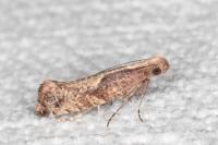 Acrolepiopsis vesperella