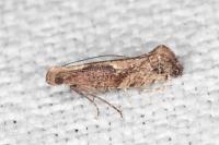 Acrolepiopsis vesperella
