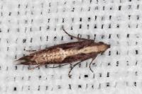 Acrolepiopsis vesperella