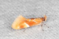 Epicallima formosella
