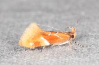 Epicallima formosella