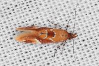 Epicallima formosella