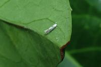 Phyllocnistis