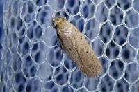 Agonopterix