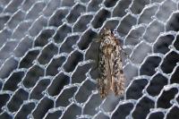 Carpatolechia decorella