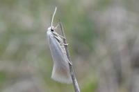 Elachista argentella